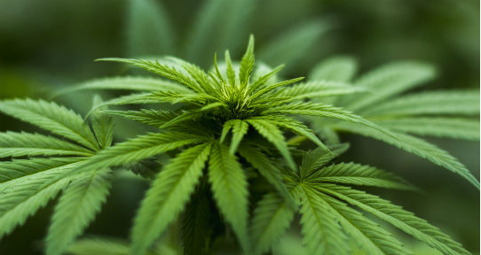 a photo of a cannabis plant